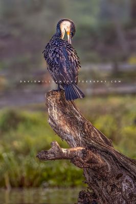 Great Cormorant S NZ97648