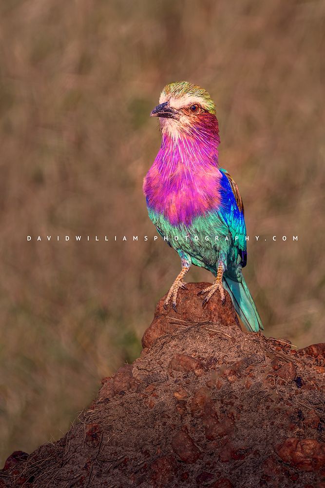 Lilac Breasted Roller  NZ94858