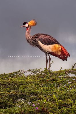 Black Crown Crane S NZ97138