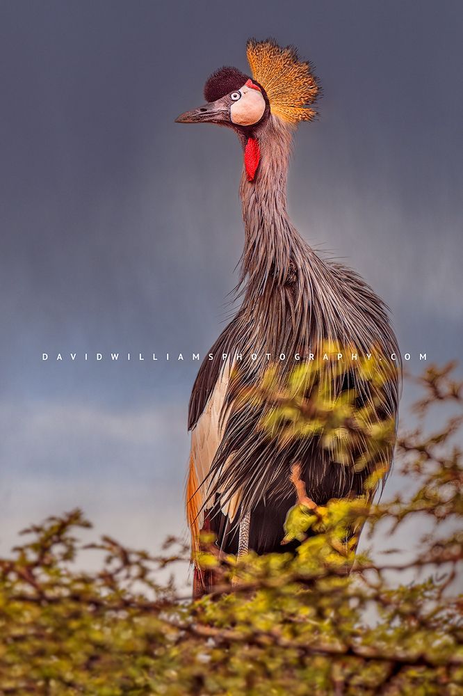 Black Crown Crane S NZ97185
