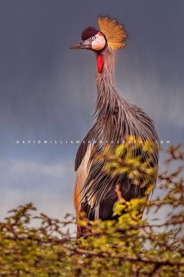 Black Crown Crane S NZ97185