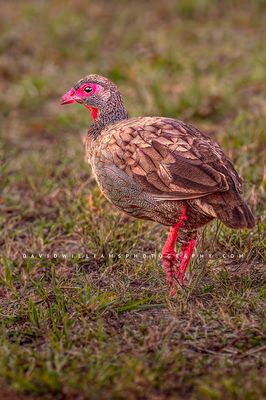 Red Necked Spurfowl NZ94846