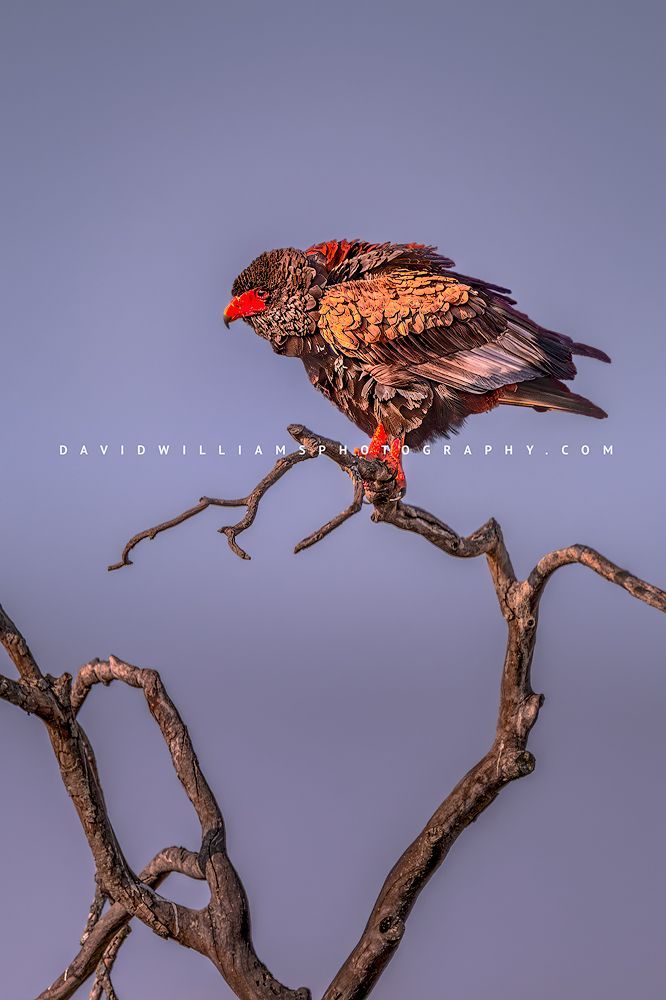 Bateleur Eagle B NZ93739