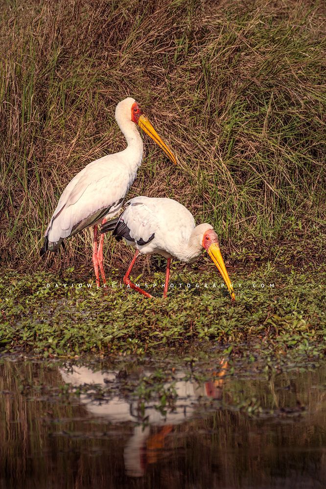 Yellow Billed Stork NZ94600