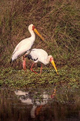 Yellow Billed Stork NZ94600