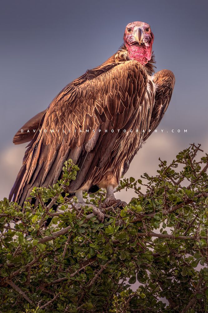 Vulture S NZ93328