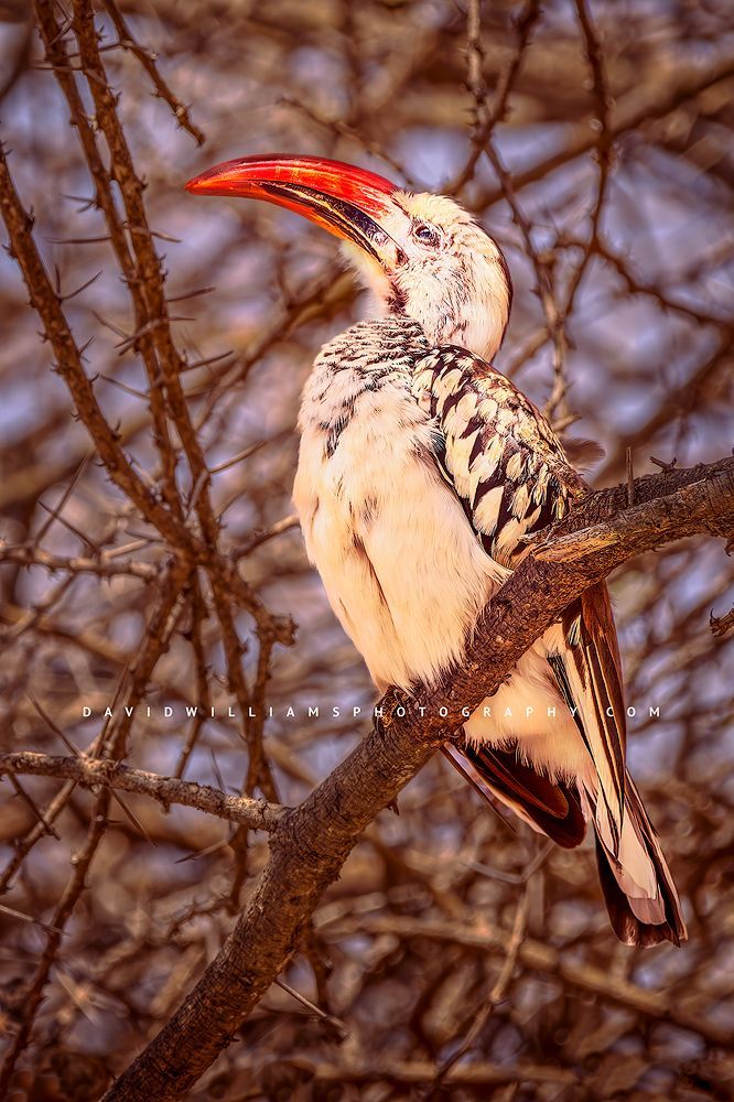 Red Billed Hornbill NZ92762