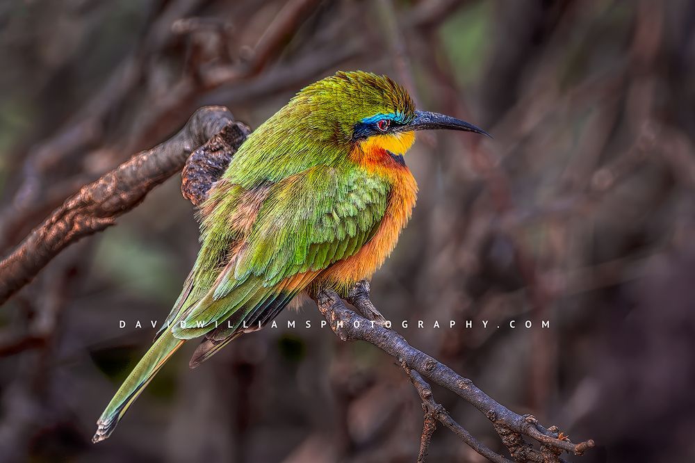 Cinnamon Chested Bee Eater NZ90339