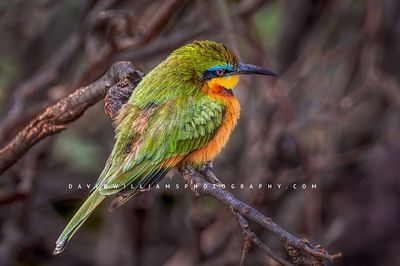 Cinnamon Chested Bee Eater NZ90339
