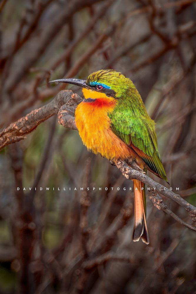 Cinnamon Chested Bee Eater NZ90334