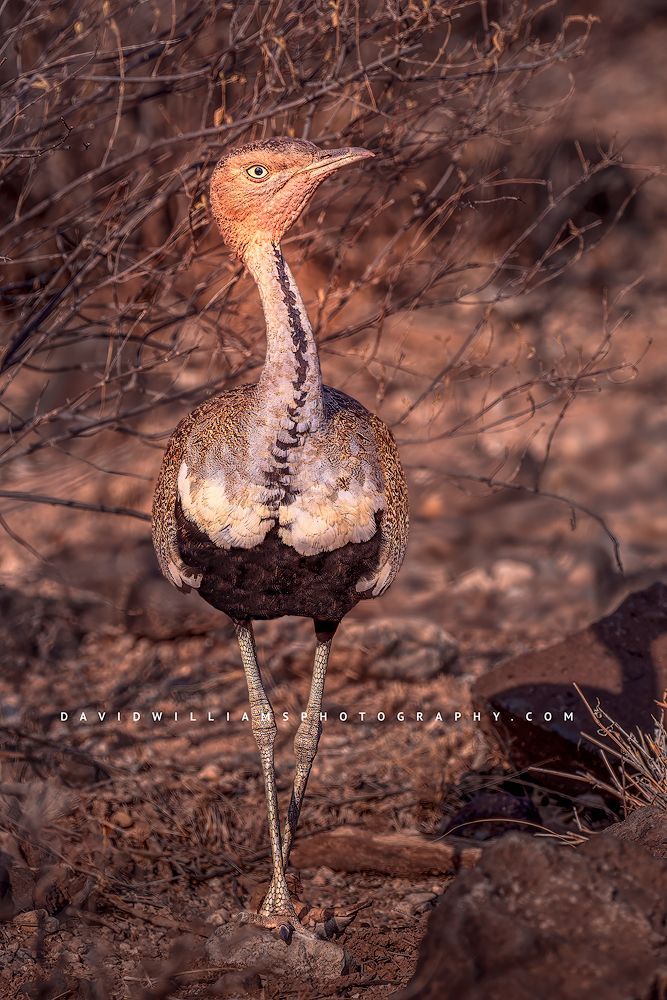 Black Bellied Bustard NZ90045