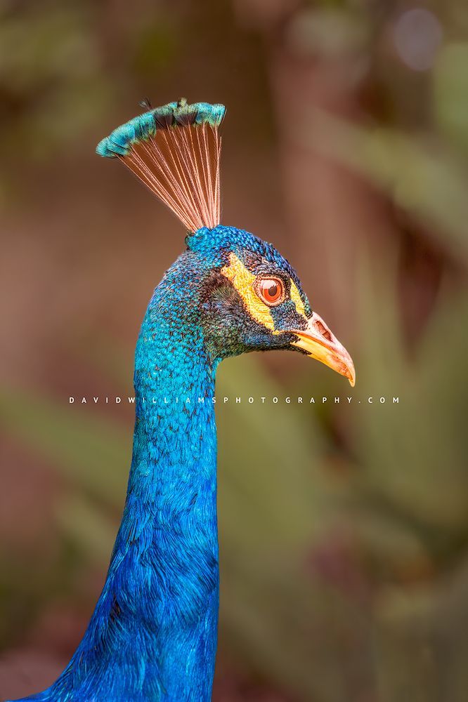 Indian Peafowl NZ98787