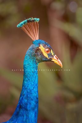 Indian Peafowl NZ98787