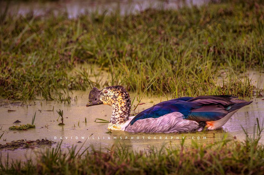 Knob Billed Duck NZ98546