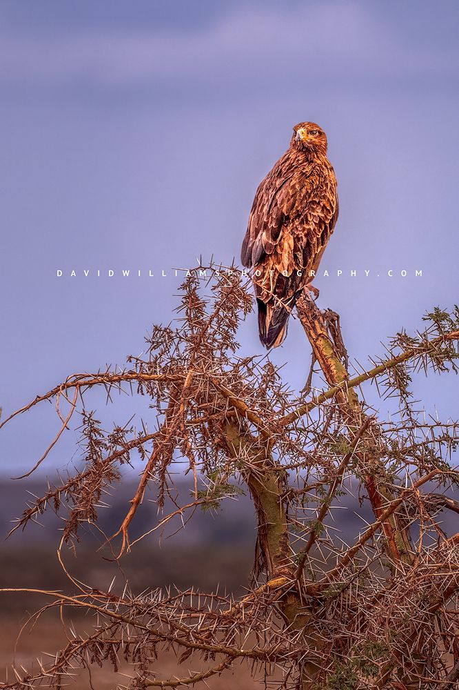 Steppe Eagle NZ97190