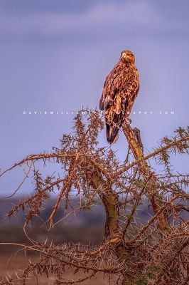 Steppe Eagle NZ97190