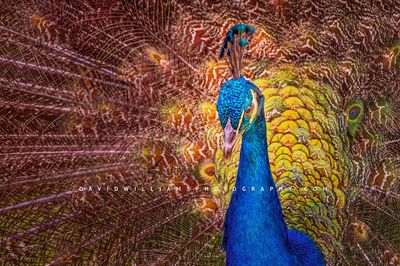 Indian Peafowl NZ98774