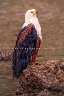 African Fish Eagle B NZ97215