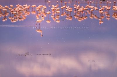 Flamingo GP NZ97139