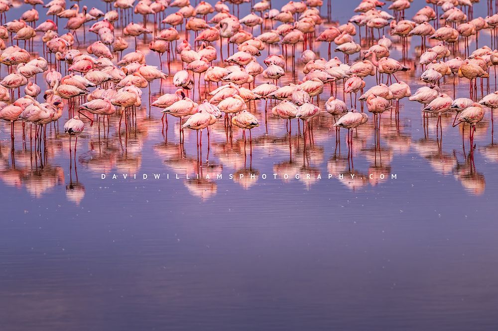 Flamingo GP NZ97175