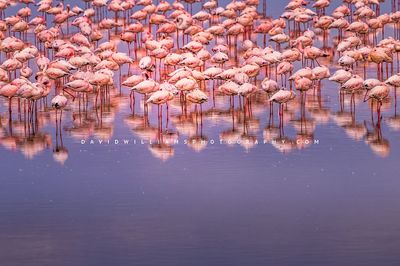 Flamingo GP NZ97175