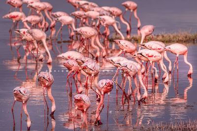 Flamingo NZ97005
