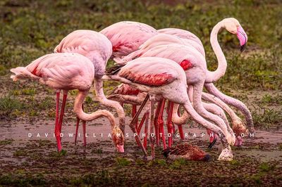 Flamingo-GP_NZ95168