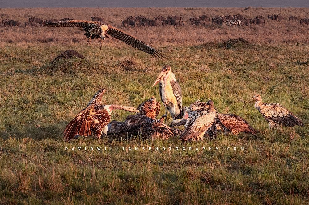 Vulture-GP_BKT3578
