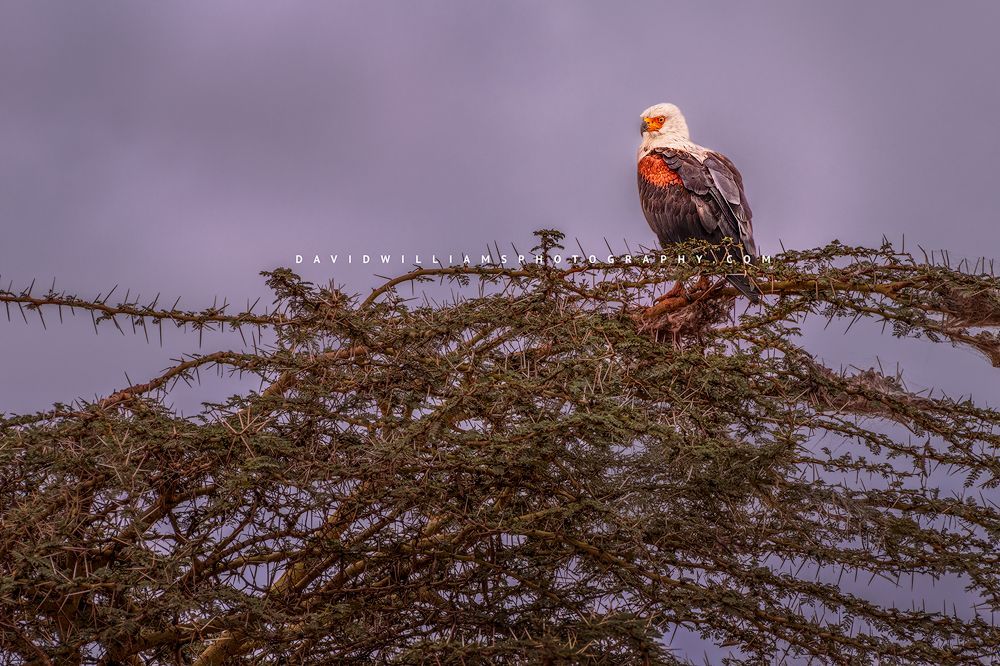African-Fish-Eagle_NZ94635