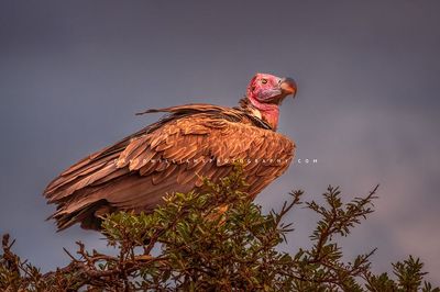 Vulture-S_BKT3446