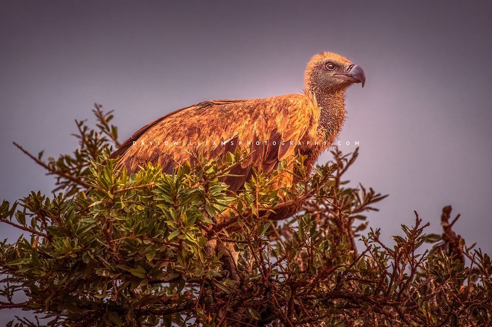 Vulture-S_BKT3448