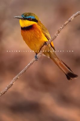 Blue-Breasted-Bee-eaterB_BKT7474