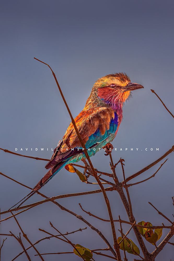 Lilac-Breasted-Roller_BKT7692