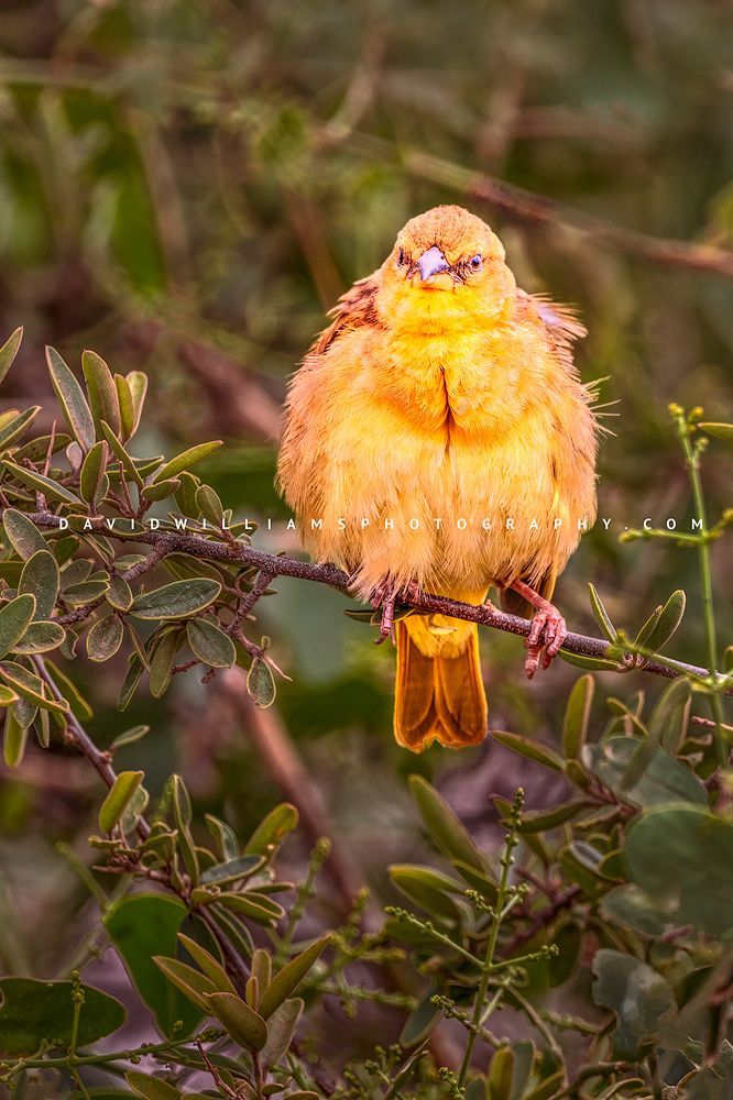 Yellow Bellied Fly Catcher NZ97483