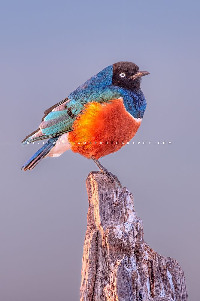 Superb-Starling_D854671
