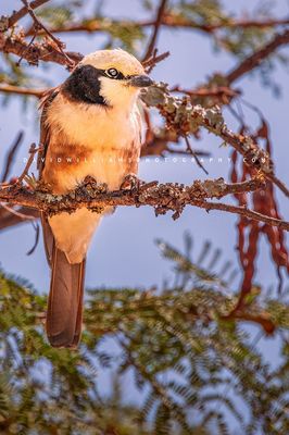 White-Crowned-Shrike_D856381