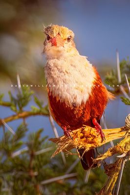 Gray-Headed-Kingfisher_D855803