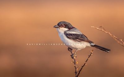 Long Tailed Fiscal BKT6612