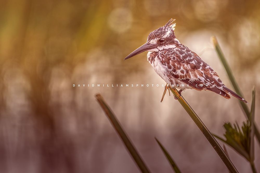 Pied-Kingfisher2_D855511