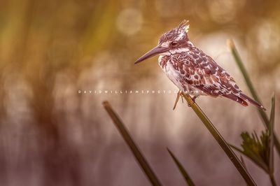 Pied-Kingfisher2_D855511