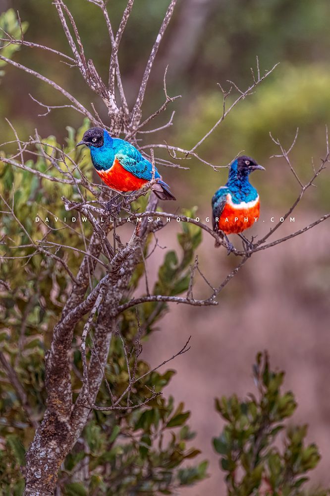 Superb-Starling-GP_D856100