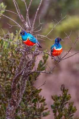 Superb-Starling-GP_D856100