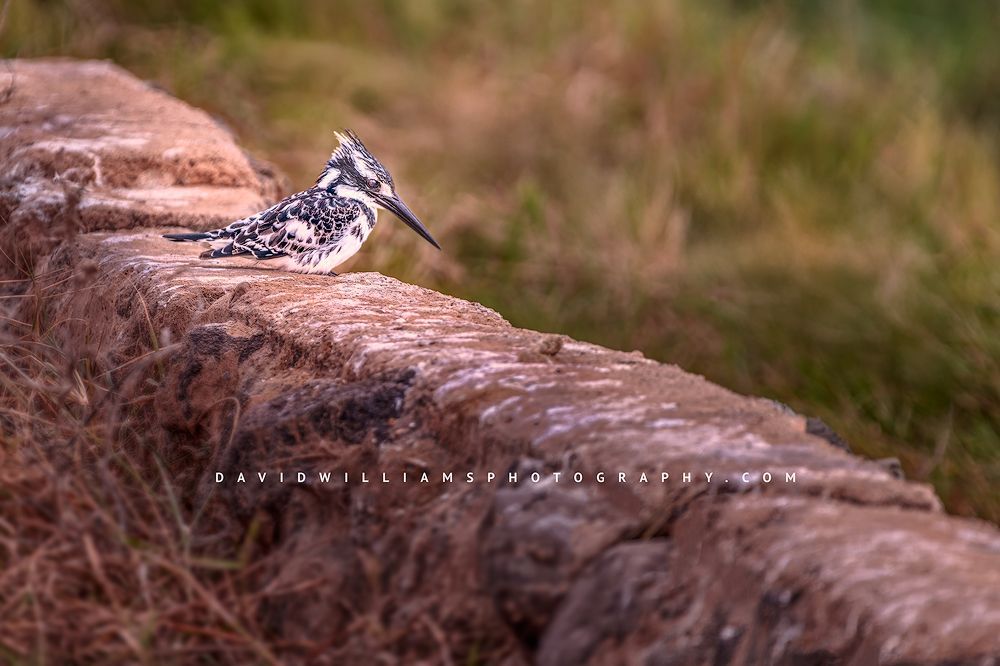 Pied-Kingfisher_D855502