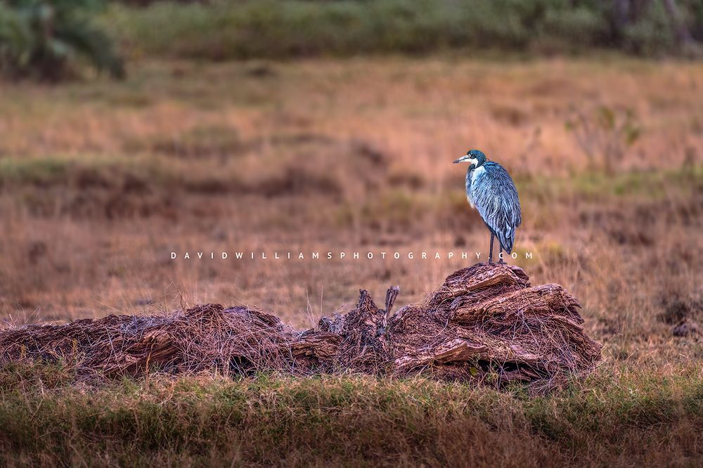 Black-Headed-Heron_D855350