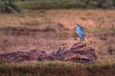 Black-Headed-Heron_D855350