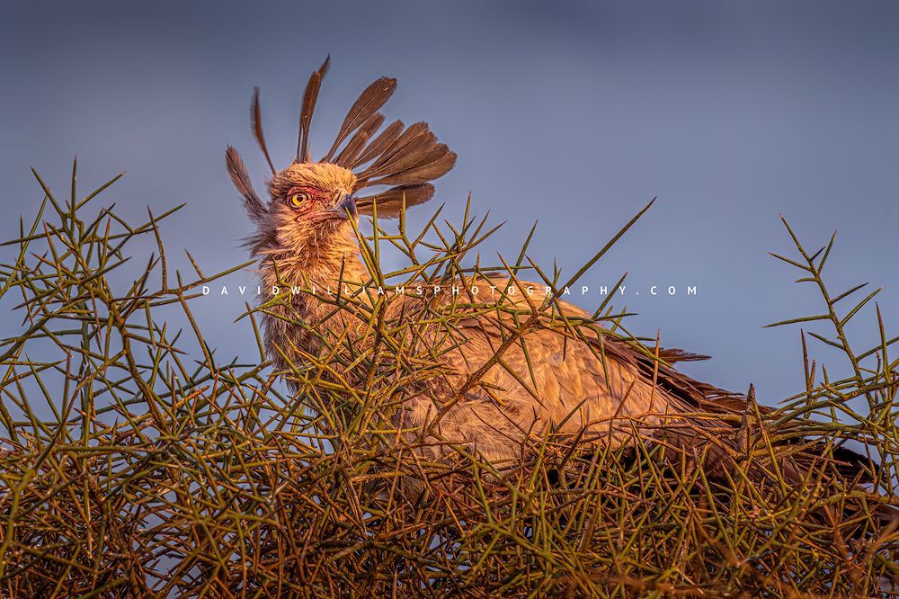 Secretary-Bird_D854247
