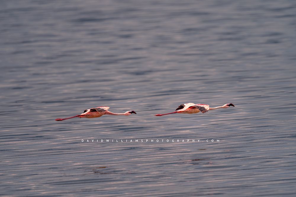 Flamingos GP 0Z84534
