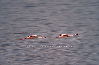 Flamingos GP 0Z84534