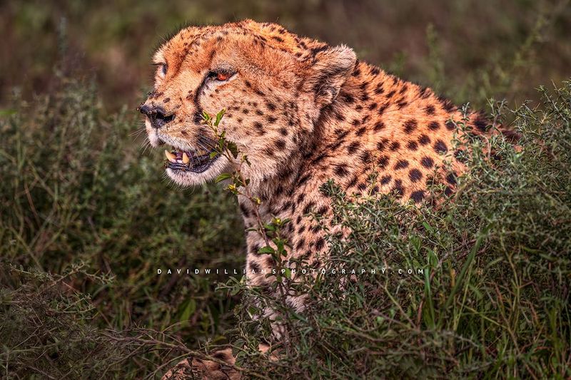 Cheetah S 0Z87096