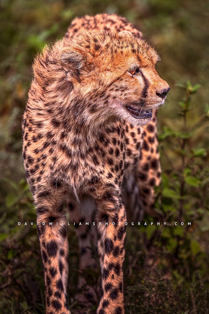 Cheetah S 0Z87088